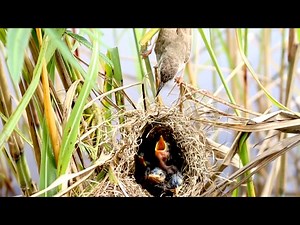 Natures Cutest Moments: Baby Birds Eating! - baby birds eat @viralbirdNest