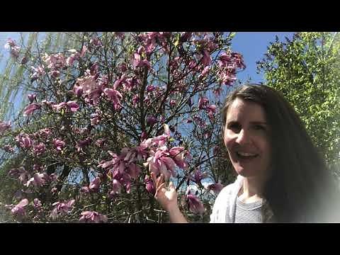 Pink Magnolia Flowers in Spring Bloom ("Betty" Magnolia) | Home for the Harvest