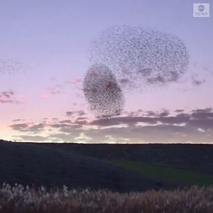 Mesmerizing starlings create shifting patterns in the sky, sweeping through the sky in southern Israel, in order to confuse potential predators and to find safety in numbers. https://abcn.ws/2QuNKsN | ABC News