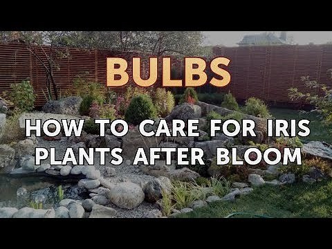 How to Care for Iris Plants After Bloom