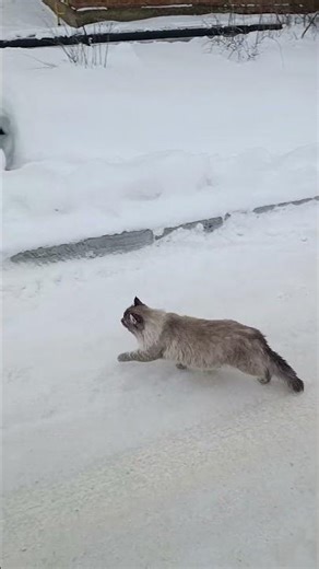 кот в деревне