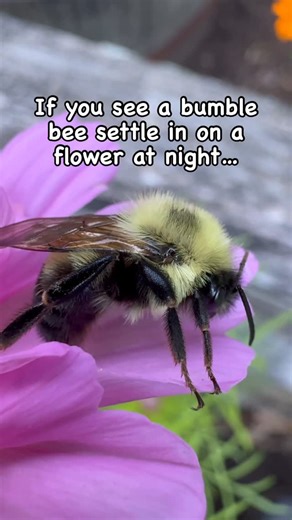 Gena Murray-Garden inspiration & pollinator love on Instagram: "That rumor is going around again—that a male bumblebee resting on a flower is dying. But that’s most likely not true! Male bumblebees are kicked out of the nest once they mature. From then on, they live entirely outdoors—sleeping on flowers, leaves, or wherever they find shelter. It’s common to see them motionless early in the morning or during cooler weather, just warming up or resting. So if you spot one curled up on a bloom, don’