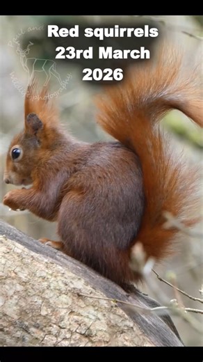 Meet the Adorable Native Red Squirrels of Britain #redsquirrels #wildlifephotography #squirrels