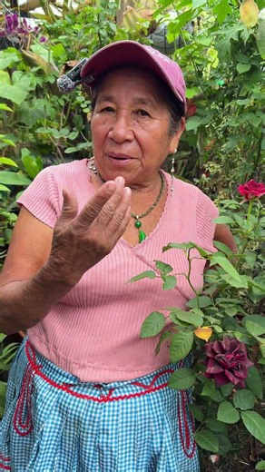 Como tener una planta de amarilis en casa