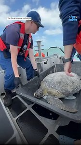 This sea turtle was released back into the ocean after a flipper amputation 🥺 https://abcnews.link/bHnktBP | Good Morning America