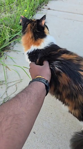 Calico Kittens: The Adorable Aussie Cat Life