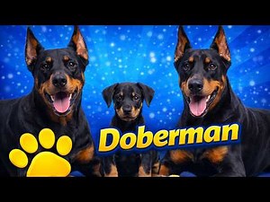 The History of the Doberman: From Dangerous Streets to the Perfect Companion Dog