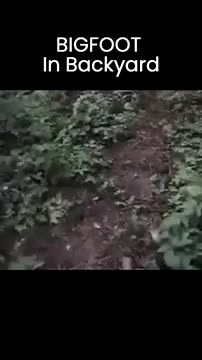 To share your encounters contact me at sasquatch.confessions@gmail.com and 👻:Sasquatch24.7 #sasquatch #SC #sasquatchCONFESSIONS