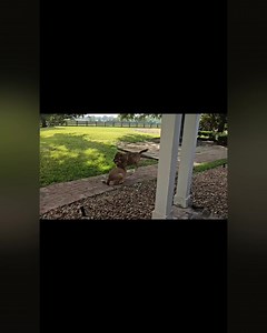 2.5K views · 219 reactions | I'm in beast mode! These kids are out of control. Time to showem' who's boss! | Gus' Journey | Facebook