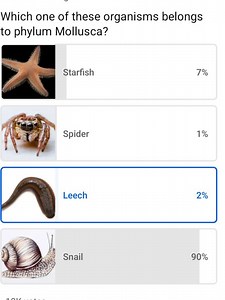 Which one of these organisms belongs to phylum Mollusca?Starf... | Filo