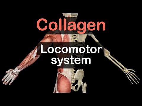 Collagen (Structure and Synthesis)