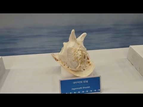 शंख कितने प्रकार के होते हैं? | Types of Shankh & Importance in Hindu Dharma|Grand Shankh Exhibition