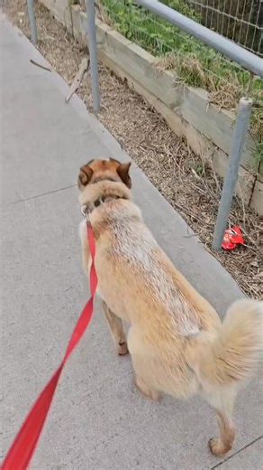 red heeler avoids snakes on walk #snakeavoidance #redheeler #dogsoftiktok #fyp #dog #viral #caninesnakeavoidance | Canine Snake Avoidance