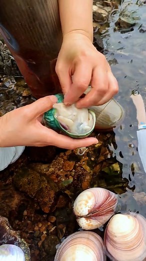 102K views · 1.1K reactions | What a find! Stepping into the water, I never imagined I'd uncover such a beautiful array of natural treasures. Each colorful pearl feels like a tiny piece of magic from the depths, making this adventure truly unforgettable. Have you ever found something unexpected and amazing in nature? Share your story below! #PearlHunting #NatureFinds #HiddenGems #OutdoorAdventures #TreasuresOfTheSea | SocialSphere Central | Facebook