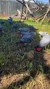 12K views · 228 reactions | Meet the Genius of the Bird World – African Grey Parrots! 易 With their intelligence and charm, they steal hearts and words too!  Watch them enjoy nature in our aviary 諸 #AfricanGreyParrot #SmartBirds #BirdLovers #AviaryLife | NDM birds | Facebook