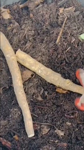 Planting & Growing Horseradish #gardening