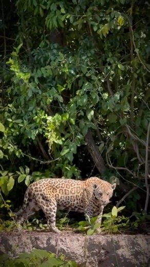 Jaguar’s Deadly Stealth Before the Attack