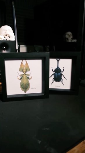 Skyler | Illustrator on Instagram: "FINAL episode of turning Pokémon into insect displays (6/6) It’s been fun, and kind of gross to look at insects up close and learn how to paint them. I hope you enjoyed this series over the past 2 months! I’m still deathly terrified of insects, but these Pokémon ones are cool with me. #artist #digitalart #noai #digitalpainting #illustration #fanart #pokemon"
