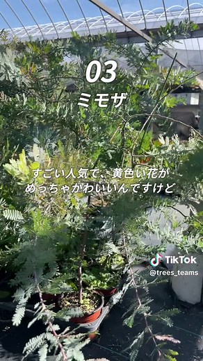 庭木の選び方と管理方法：プロが避ける庭木3選