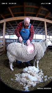 Manual vs Automatic Sheep Shearing | CCTV Comparison #sheepshearing #farming #cctv #sheep #farmlife