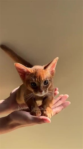 Adorable Abyssinian Cat Moments You Must See