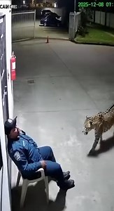 633K views · 6K reactions | From CCTV: The security guard is just lucky. | Spynigeria.NG | Facebook