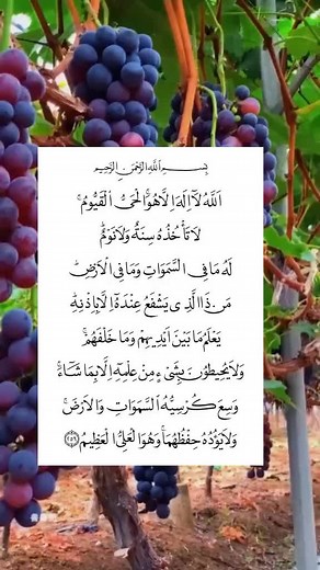 Exploring Grape Varieties in a Scenic Vineyard