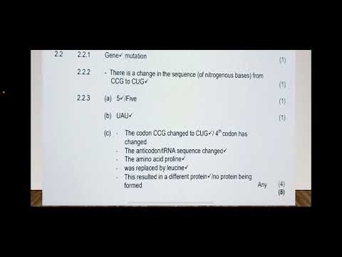 Exam/ Test type questions for Protein Synthesis and Gene Mutation , grade 12 Life Sciences