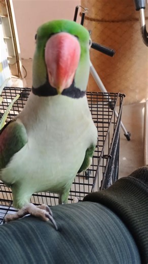 12A86 #shortfeed #talkingparot #parrotparrot #youtubeshorts #birds #shorts