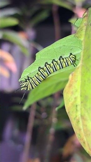 Caterpillar rescue in my house. Cold tonight. #galveston #monarchbutterfly 🥶🐛🦋😎🤙