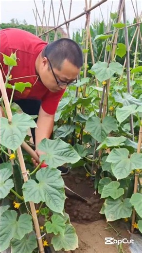 Garden fertilizing tips #farmingtips #gardeningtips