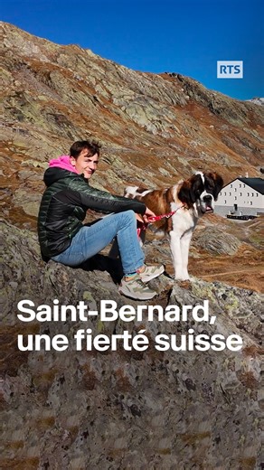 Retour aux sources ! Le col du Grand Saint-Bernard : un nom qui évoque immédiatement ces chiens majestueux. C'est ici, à la frontière italo-suisse, que leur histoire a commencé avec les chanoines. Première visite pour Winny, retour après huit ans pour son maître. Les réactions du public surprennent : chacun s'arrête, partage son lien avec la race, raconte son propre Saint-Bernard. Cette attraction spontanée révèle quelque chose de plus profond. Ces chiens créent des connexions instantanées, réve