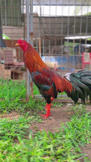 4/3 Điều Kelso Asil 2kg980 💥 Hàng giỏi . 0969.01.3451