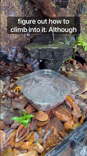 Springtail Ball! #fyp #youtubeshorts #dartfrog