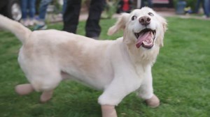 No one knew if this golden retriever would walk again - but when one family refused to give up on her, she surprised everyone. Today she's training for a very important new job. | Comeback Kids by The Dodo