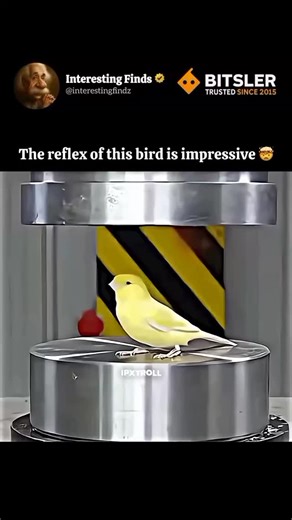 Bobur on Instagram: "1997년 개봉한 영화 Titanic은 잭과 로즈의 운명적인 사랑을 통해 비극 속에서도 오래 남는 감정의 깊이를 보여주는 작품입니다. 화려한 연출보다 인물의 감정에 더 집중한 제임스 카메론 감독의 스타일은 지금 다시 봐도 묘하게 가슴을 울리죠. 배가 침몰하는 장면이 아닌, 두 사람이 서로를 바라보던 순간들이 더 강하게 기억에 남는 영화이기도 합니다. 이 감정을 완성해주는 곡이 바로 셀린 디온의 *“My Heart Will Go On”*입니다. 처음 들으면 잔잔한데, 어느 순간 자연스럽게 가슴이 벅차오르는 느낌을 줍니다. 특히 후반부의 고조되는 보컬은 영화 속 잭과 로즈의 마지막 장면과 겹쳐지면서 괜히 마음이 서늘해지기도 하고요. 많은 분들이 “이 노래가 나오면 왜 그 장면이 자동으로 떠오르는지 모르겠다”고 말하는데, 그만큼 영화와 음악이 자연스럽게 얽혀 있는 곡입니다. 1998년 아카데미 주제가상을 비롯해 여러 상을 휩쓴 건 단지 인기 때문만은