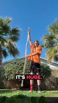 Carpet Python Full Shed!