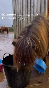 3.2K views · 102 reactions | The ponies are so helpful 藍 | Munchkins Miniature Shetland Rescue | Facebook