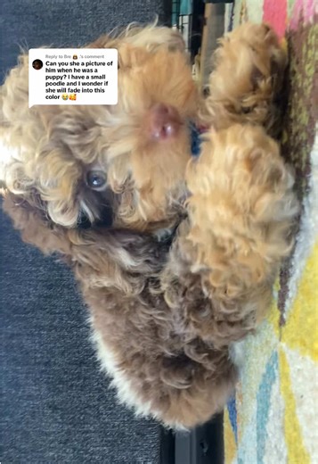 Replying to @Bre 👸🏽 . Yes they will change. I want to say after a year his color started to fade.