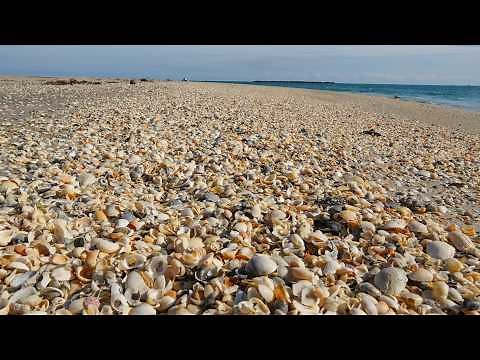 Shelling at the Beach in Florida - Tons of Shells found!