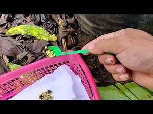 Cara menetaskan telur bekicot dengan mudah