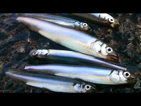 琵琶湖で小鮎(コアユ)釣り