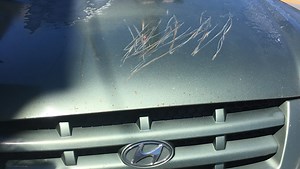 Answer Man: Bear claws car? Bear study in real time?