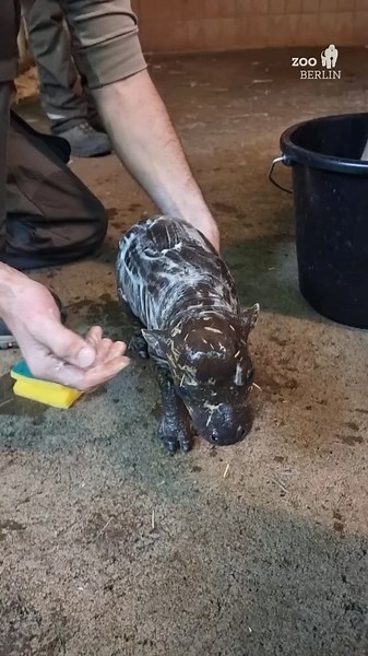 ZooBorns on Instagram: "@zooberlin ・・ Bathing time for our hippo! 🙃💦 Our youngest pygmy hippopotamus enjoys a little bathing session every day. This helps our Hippo team to protect the little one’s sensitive skin from drying out. And no, no washing-up liquid is used in the shower: pygmy hippos produce a slimy secretion that protects the animals from sunlight. The water makes the secretion whitish and foamy. 🦛 As our dwarf will be in the rear area for quite some time, we will of course be foll