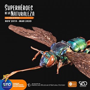 12 reactions | Desde el Museo Americano de Historia Natural de Nueva York  llega, “Superhéroes de la Naturaleza  曆. La vida al límite". Exposición que podrás disfrutar a partir del próximo 1 de noviembre en #MiParque Guanajuato Bicentenario. | Parque Guanajuato Bicentenario | Facebook