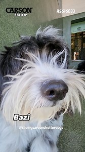 4.6K views · 324 reactions |  Adopted  A5616833 ✰ BAZI -4/26/24-...