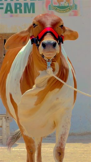 Northern Bypass Mandi | Cow Mandi Update 2026❤️Asia Biggest Cow Mandi #shorts #cow #bull #cowvideos