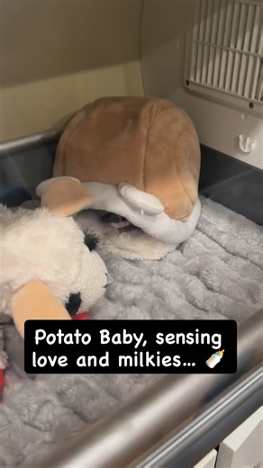 Potato Baby emerging from her snail house like this is the safest place on earth. 🐌🤍 Do we move her or respect her tiny wishes? 🥹👇 | Mario’s Paw
