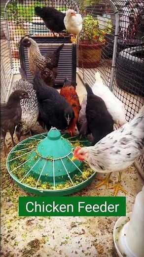 Smart Feeding System Setup: The Complete Feeder Workflow