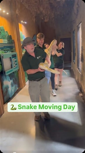 Rainforest Adventures Discovery Zoo | Would you do this job? 😳 Meet Violet, the Lavender Albino Reticulated Python. At over 15 feet long, and close to 150lbs this process... | Instagram